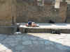 Dog day afternoon in Pompeii
